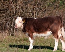 Hereford kvaeg IMG_0318